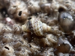 Ocinebrina