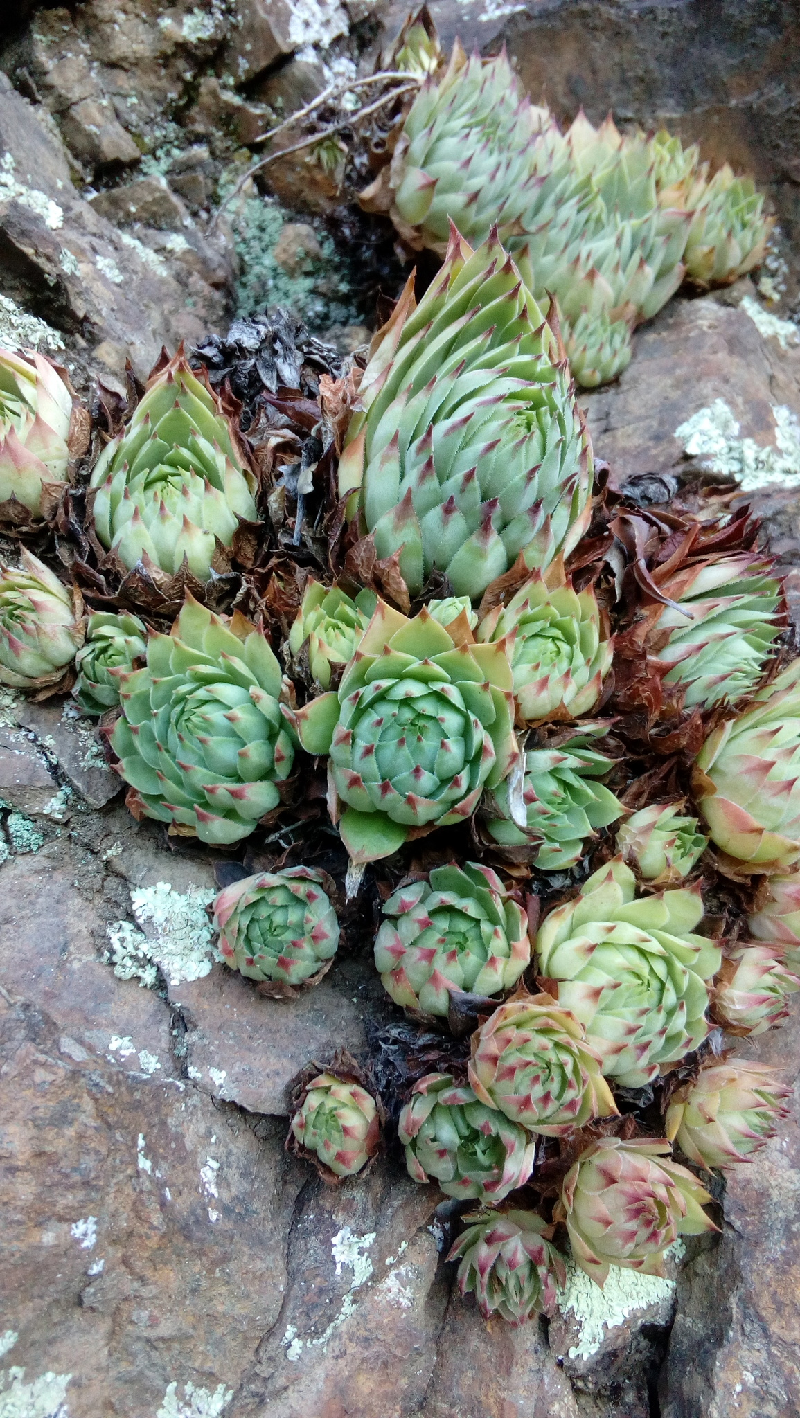Sempervivum 'Killer Queen' 2