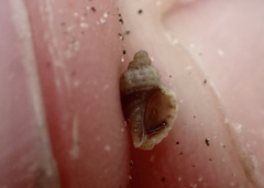 Ocinebrina