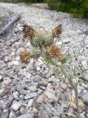 Cirsium pitcheri
