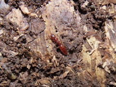 Pristocerinae