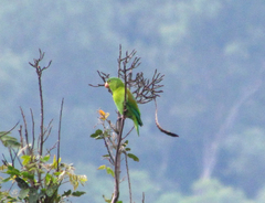 Brotogeris jugularis