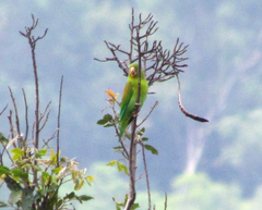 Brotogeris jugularis