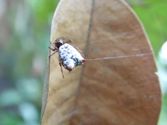 Micrathena patruelis