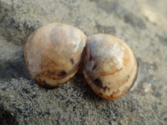 Laevicardium substriatum