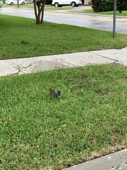 Sciurus carolinensis