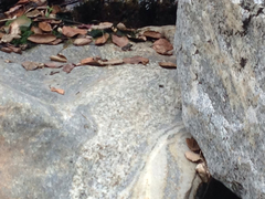 Pseudacris cadaverina