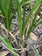 Carex louisianica