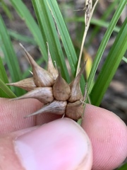 Carex louisianica