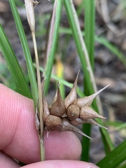 Carex louisianica