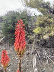 Kniphofia sarmentosa
