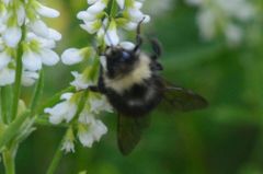 Bombus flavidus flavidus