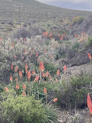 Kniphofia sarmentosa