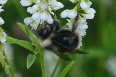 Bombus flavidus flavidus