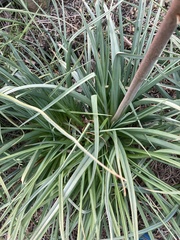 Kniphofia sarmentosa