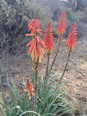 Kniphofia sarmentosa