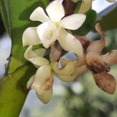 Vandoideae