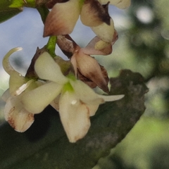 Vandoideae