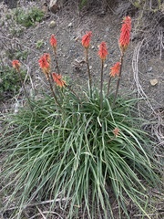 Kniphofia sarmentosa