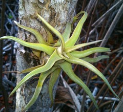 Tillandsia streptophylla