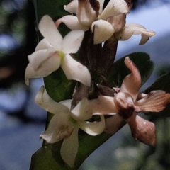 Vandoideae