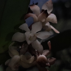 Vandoideae