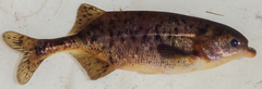 Marcusenius altisambesi
