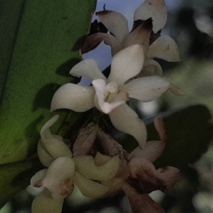 Vandoideae