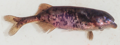 Marcusenius altisambesi