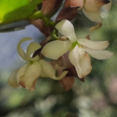 Vandoideae