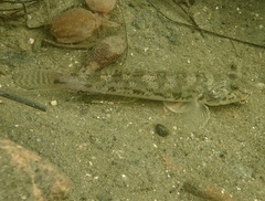 Yellowfin Goby photo 3