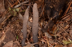 Xylaria bulbosa