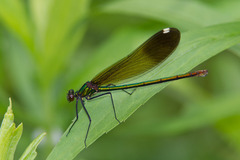 Calopteryx aequabilis