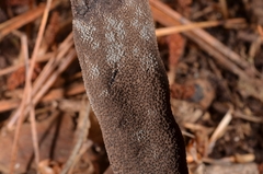 Xylaria bulbosa