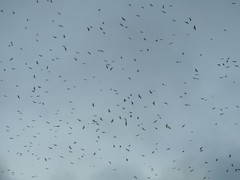 Milvus migrans