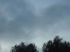 Milvus migrans