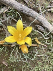 Romulea tortuosa