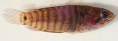 Microctenopoma intermedium