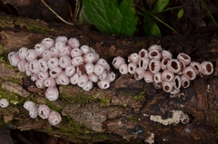 Microstoma aggregatum