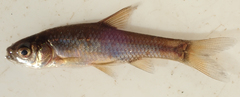 Enteromius paludinosus