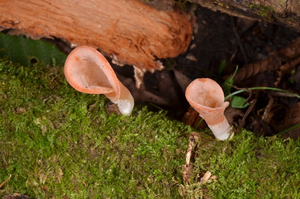 Guepinia helvelloides · August 2020 · photo: © epopov (iNaturalist, cc-by)