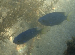 Chromis punctipinnis
