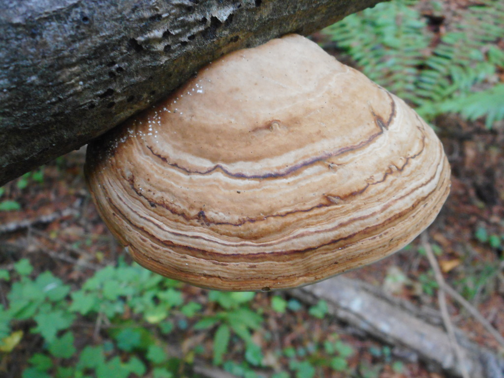 Fomes fomentarius · August 2020 · photo: © epopov (iNaturalist, cc-by)