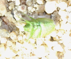 Thyanta pallidovirens