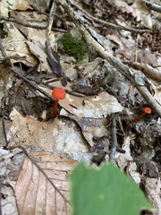 Pseudohygrocybe