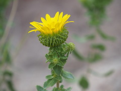 Grindelia subalpina