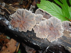 Auricularia orientalis