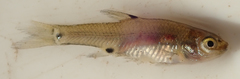 Enteromius haasianus