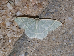 Chlorochlamys