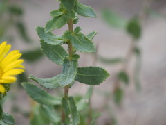Grindelia subalpina